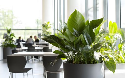 Plantas en casa y la oficina: beneficios que transforman tu entorno